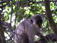 Green monkey at Farley Hill.