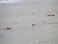 Bird on the beach at Venice