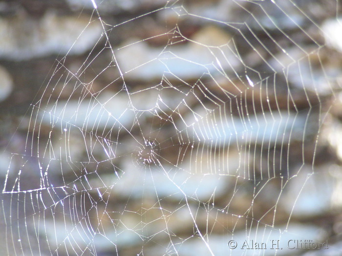 Spider’s web in the Wrigley memorial gardens
