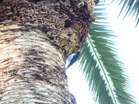 Bird on Catalina island