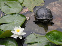 Turtle at Dr. Sun Yat-Sen Garden