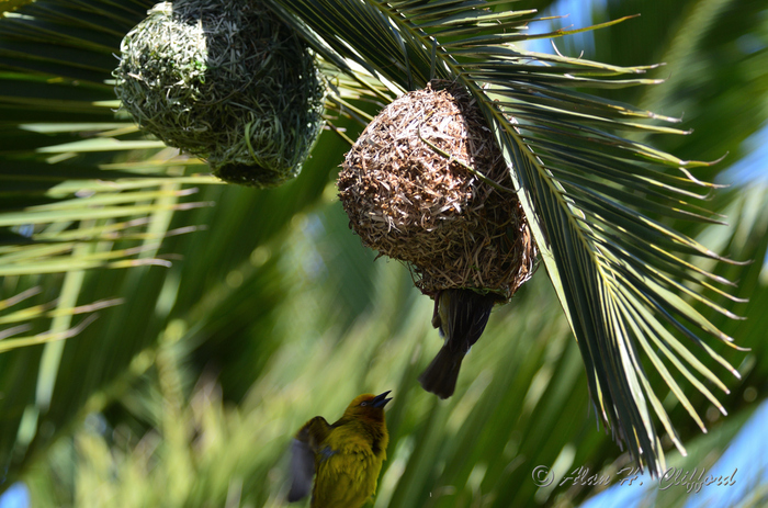 Weaver Bird