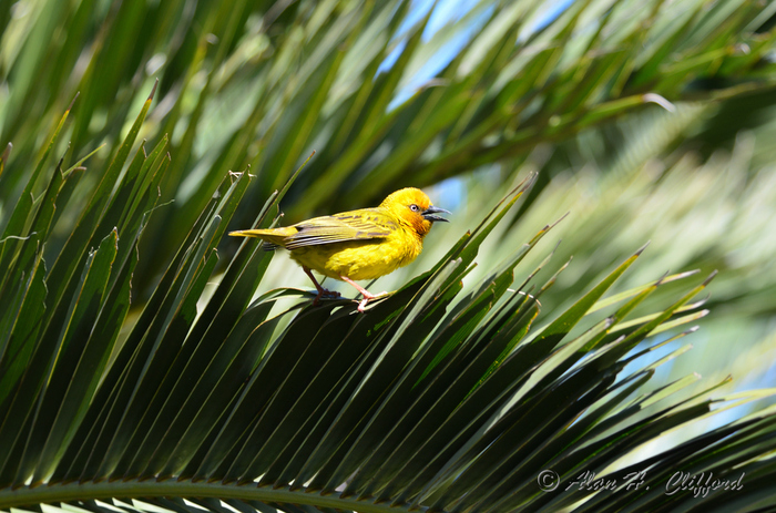 Weaver Bird