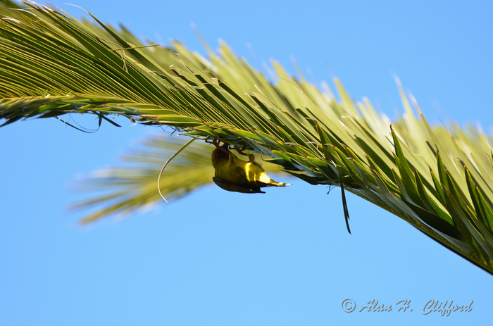 Weaver Bird