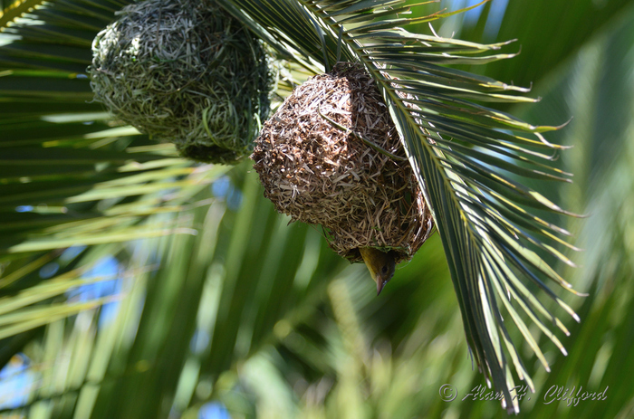 Weaver Bird