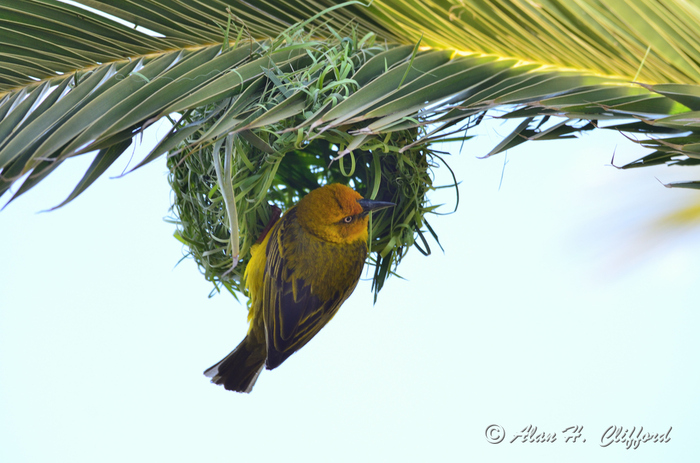 Weaver Bird