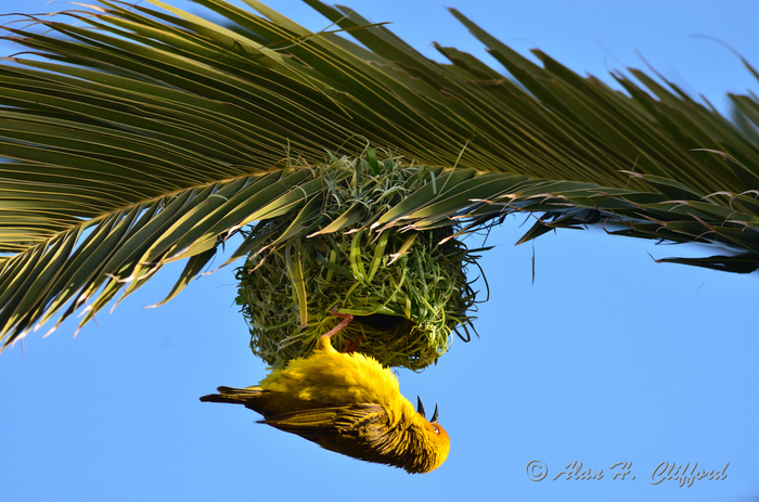 Weaver Bird