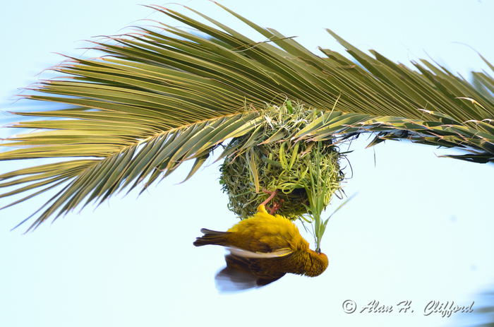 Weaver Bird