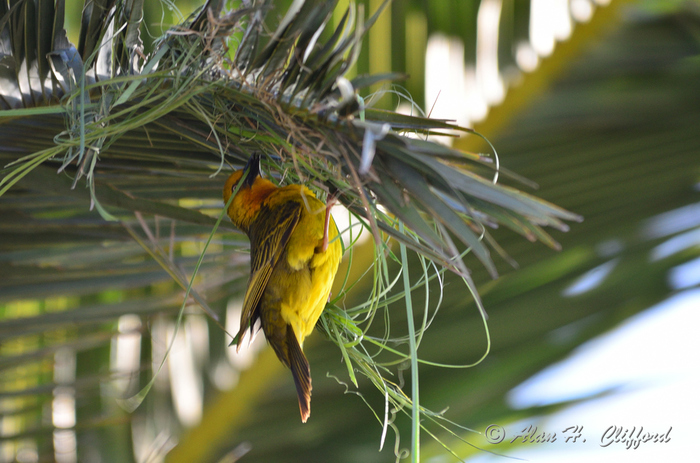 Weaver Bird