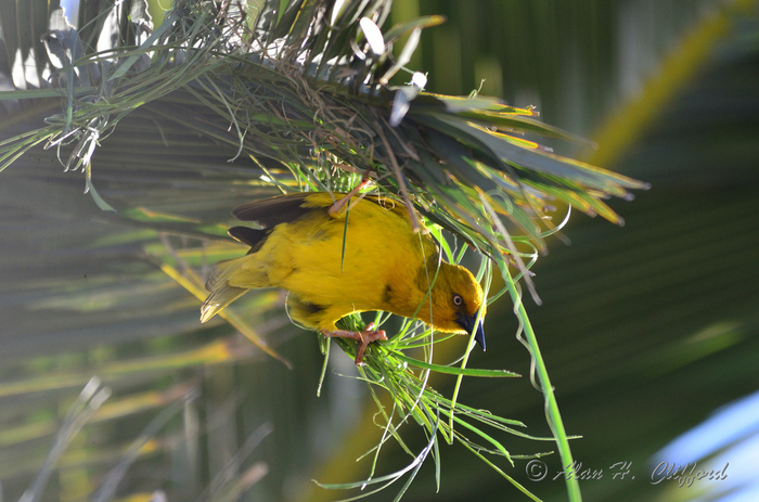 Weaver Bird