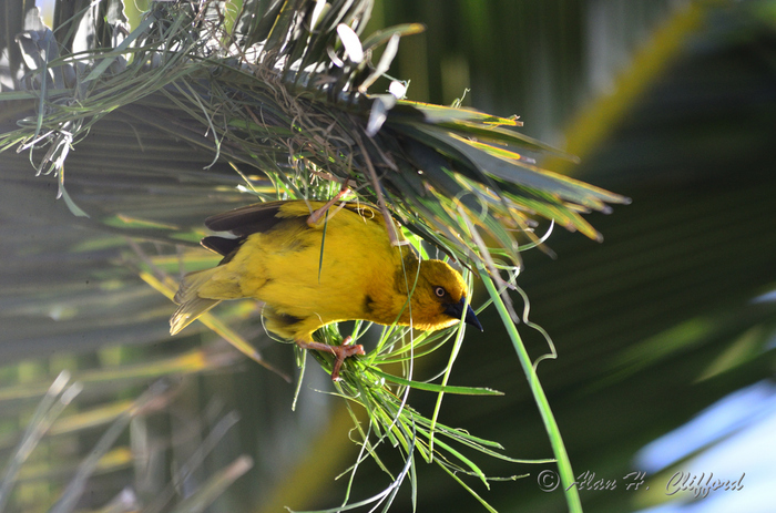 Weaver Bird