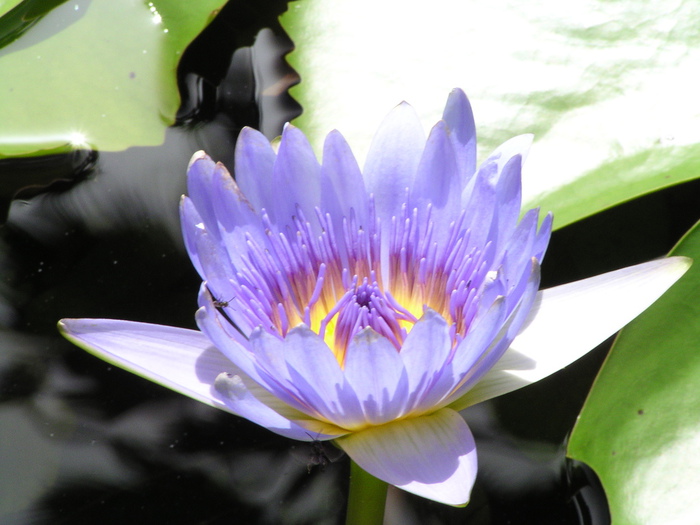 Water lily in the botanical gardens, Scarborough, Tobago