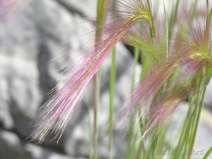 Pink grass