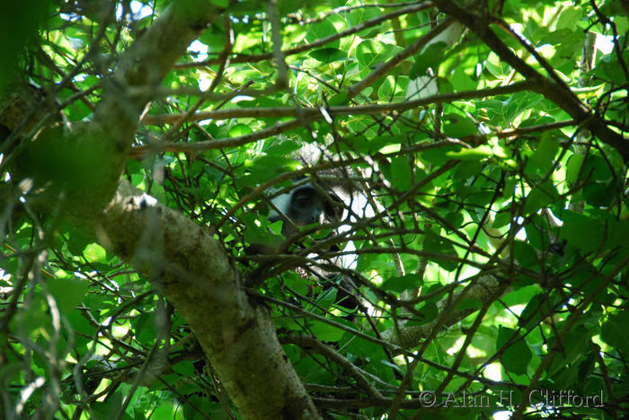 Colobus Monkey