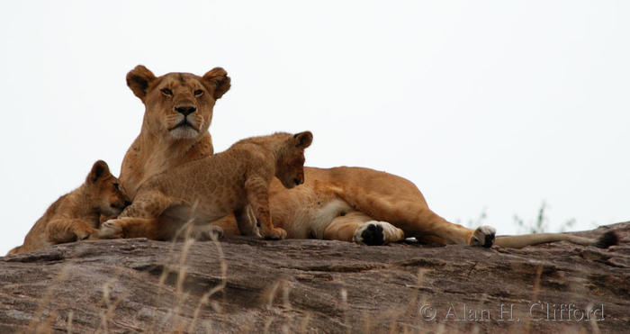 Lioness with cubs