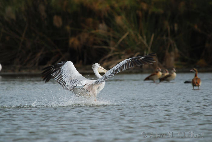 Pelican landing