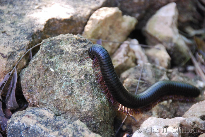 Large millipede