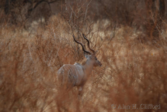 Kudu