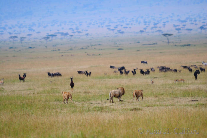 Lions on the prowl