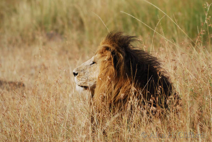 Old lion in the grass