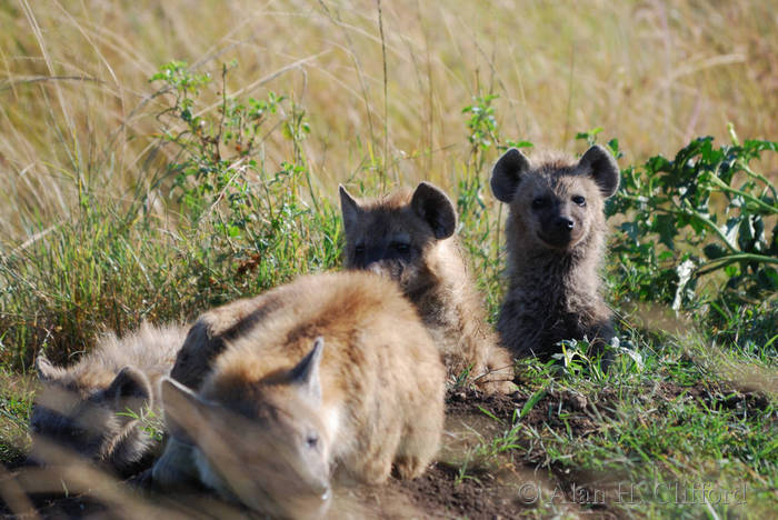 Young Hyenas