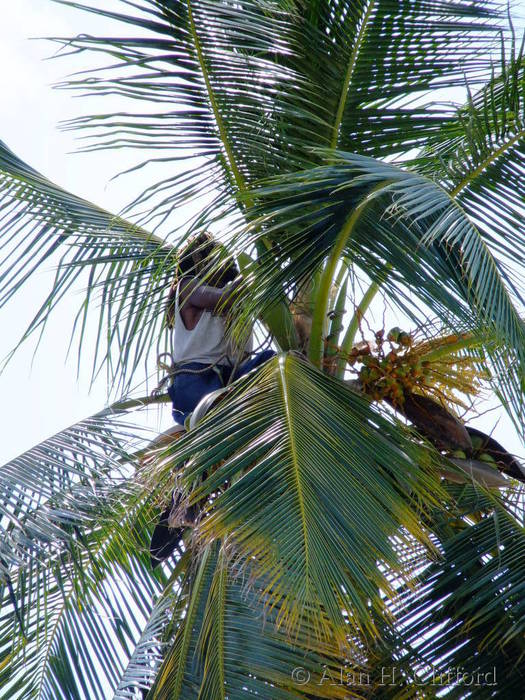 Collecting coconuts