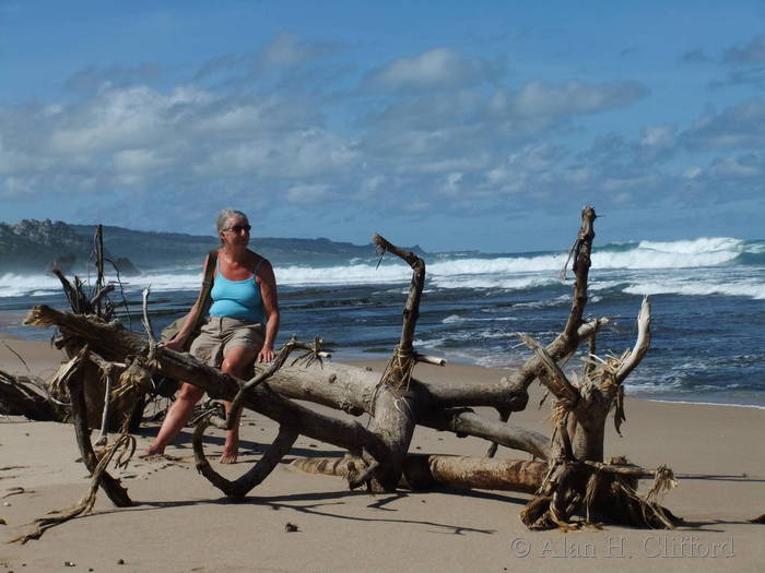 Margaret and a tree on the beach near Bathsheba