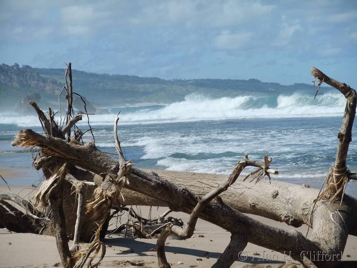 Tree on the beach near Bathsheba