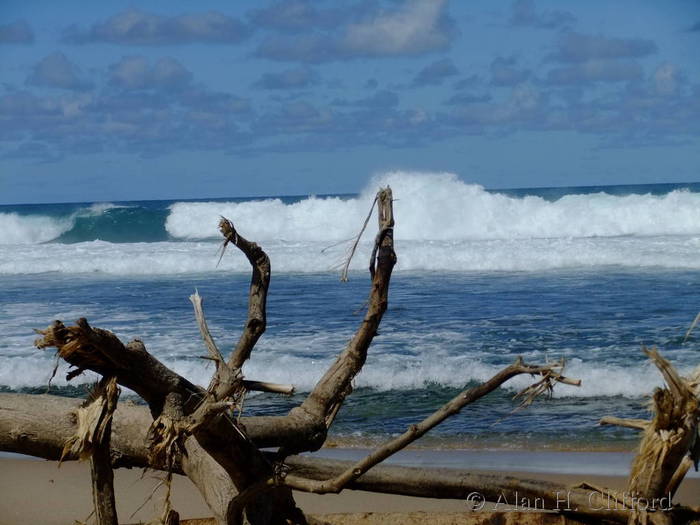 Tree on the beach near Bathsheba