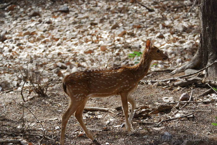 Axis deer at Ranthambhore