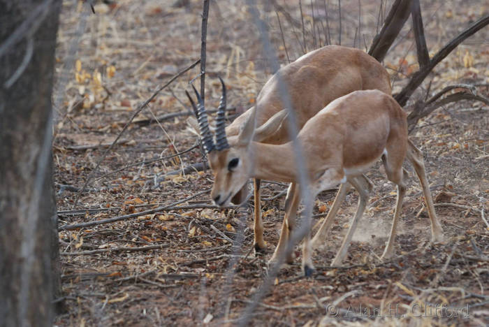 Blackbuck antelope (I think) at Ranthambhore