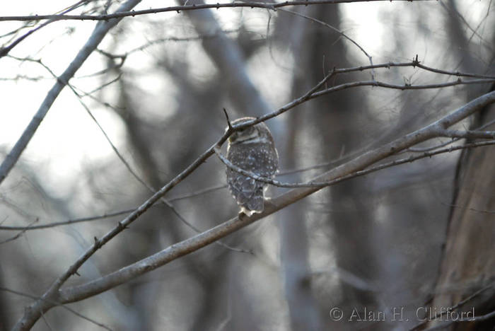 Owl at Ranthambhore