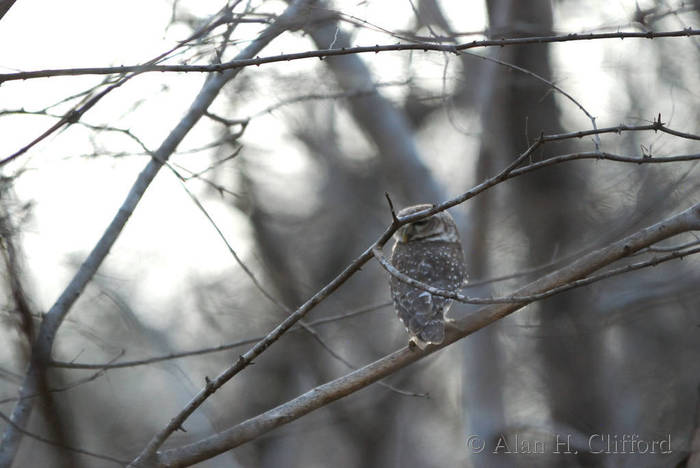 Owl at Ranthambhore