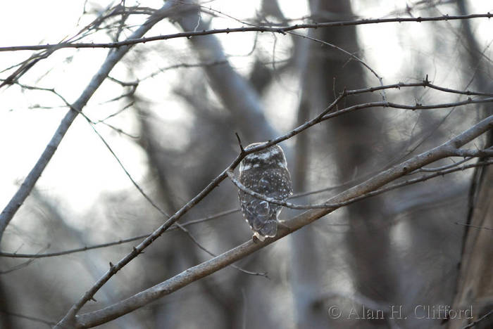 Owl at Ranthambhore