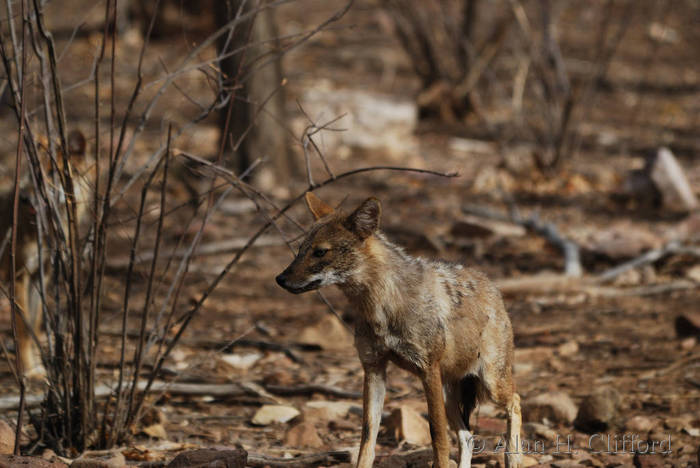 Jackal at Ranthambhore