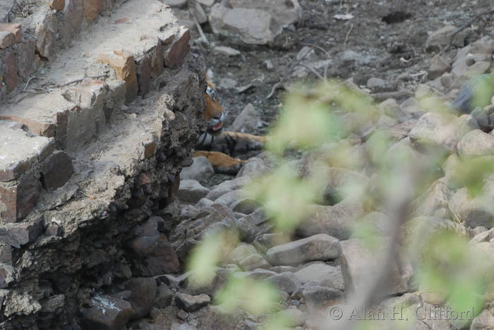 Tiger at Ranthambhore