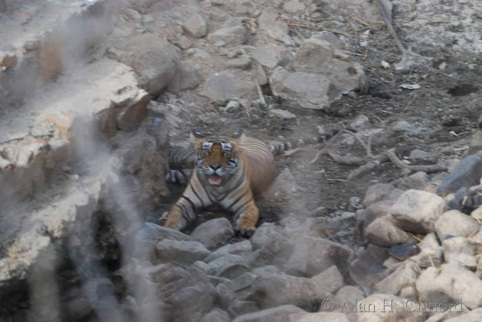 Tiger at Ranthambhore