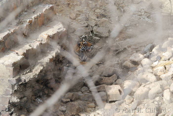 Tiger at Ranthambhore