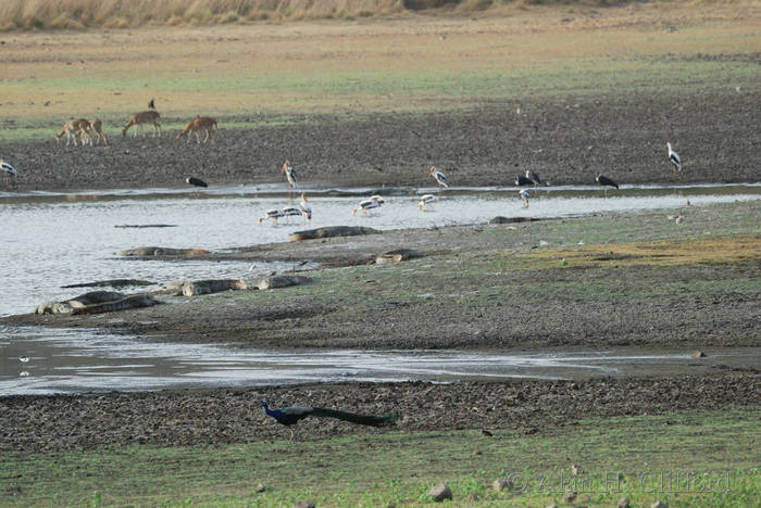 Padma Talao, Ranthambhore National Park