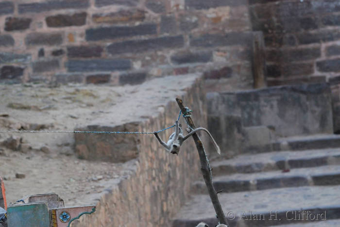 Monkey at Ranthambhore