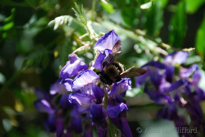 Bee near Belvedere Castle