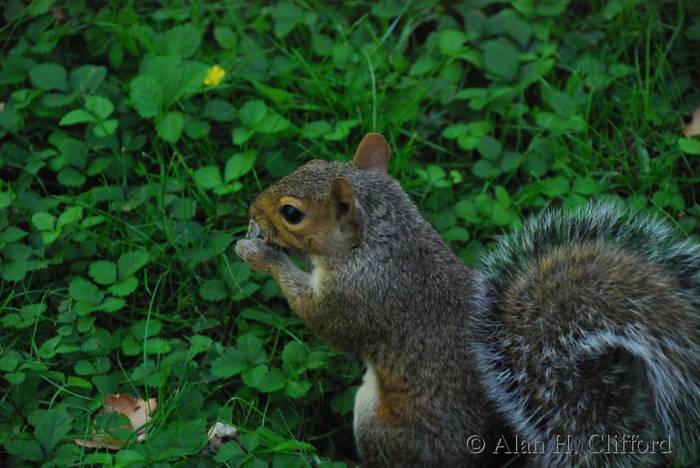 Squirrel in Central Park