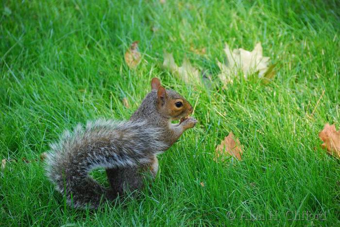 Squirrel in Central Park