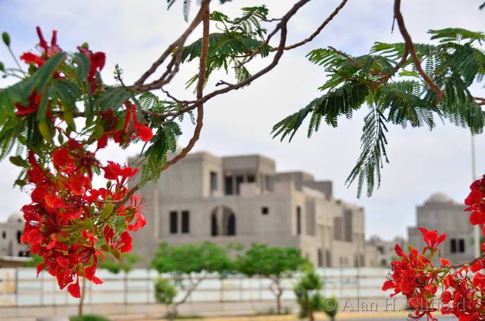 Royal Poinciana and new buildings