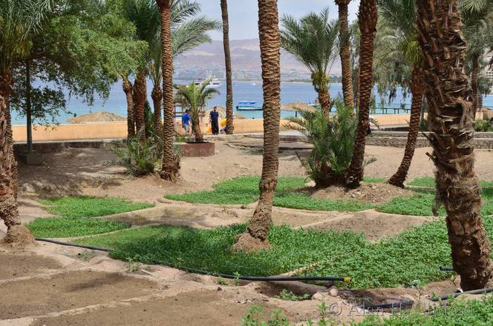 Allotments in Aqaba