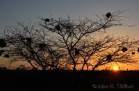 Dawn in Buffalo Springs