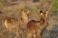 Waterbuck