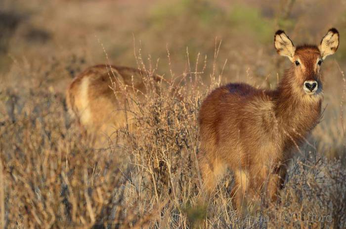 Waterbuck