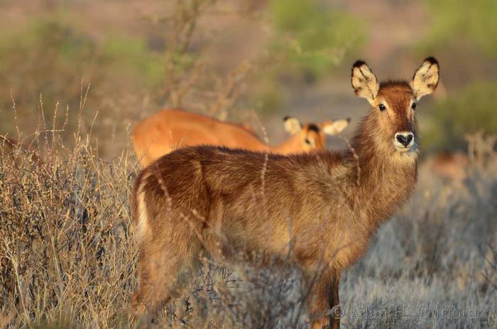 Waterbuck