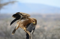 Tawny eagle